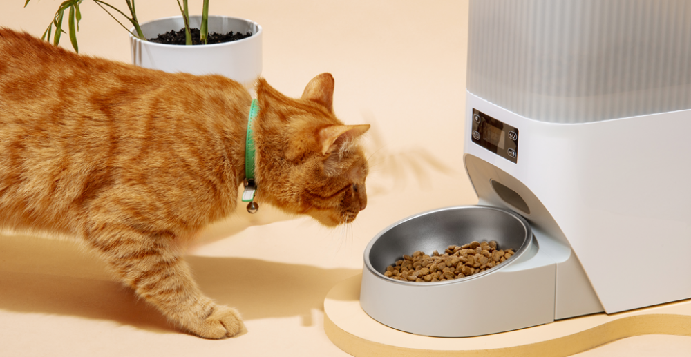 Какой корм выбрать для кошки в 