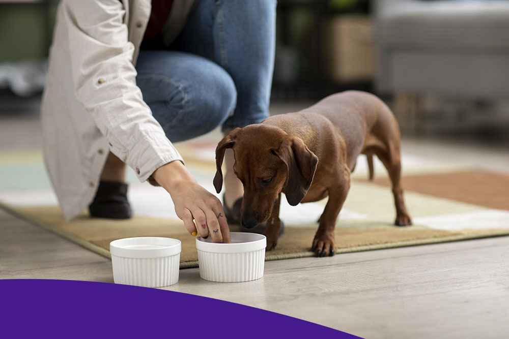 Корма для животных в 