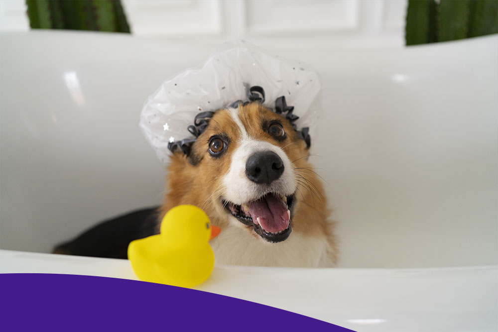 Средства ухода за животными в 